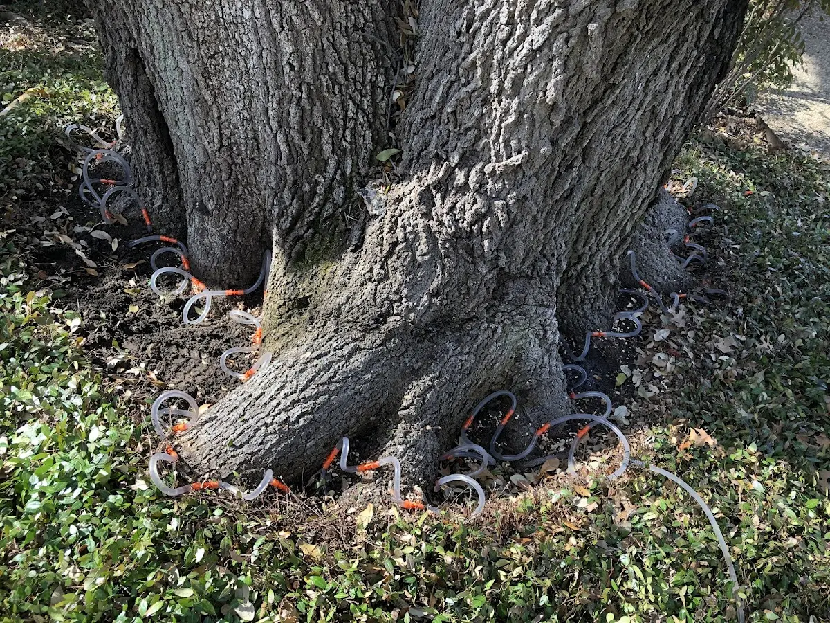 Detailed Tree Cabling and Bracing job site in Mc Lean